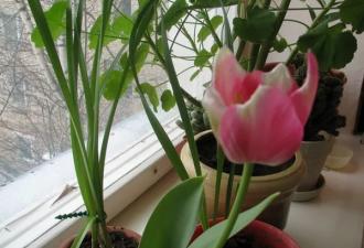 Как вырастить тюльпаны дома зимой