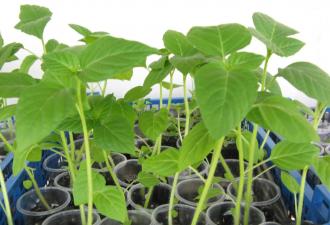 Выращивание физалиса в домашних условиях, выбор сорта и дальнейший уход за растением