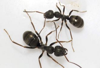 Чёрные муравьи: садовые, древоточцы и домашние муравьи