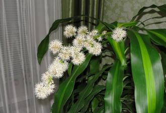 Цветок «Драцена»: описание, виды с фото и названиями, уход в домашних условиях