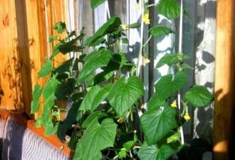 Пошаговое выращивание огурцов дома на подоконнике и на балконе
