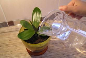 Как поливать орхидею в домашних условиях